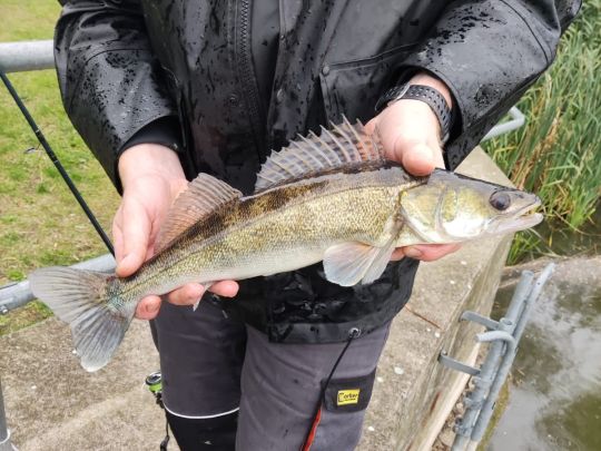 Zander