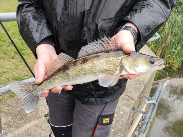 Zander