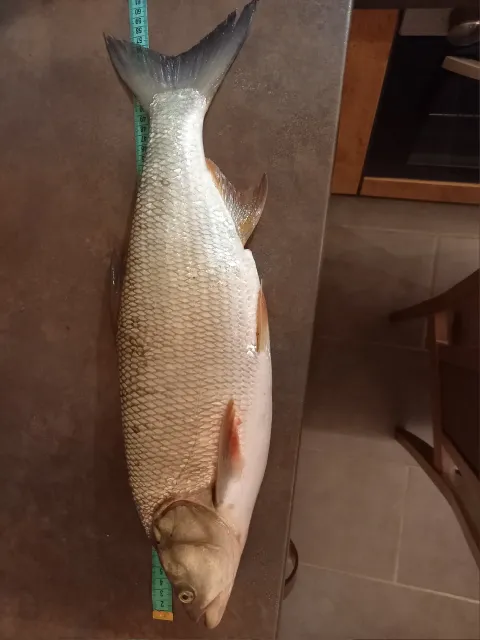 Rapfen