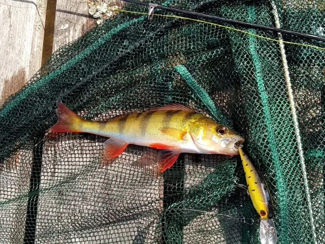 Flussbarsch
