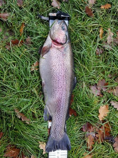Regenbogenforelle