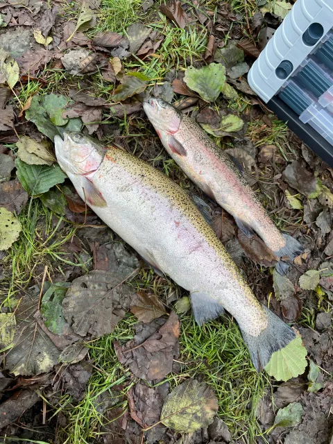 Regenbogenforelle
