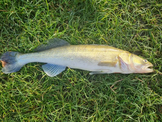 Zander