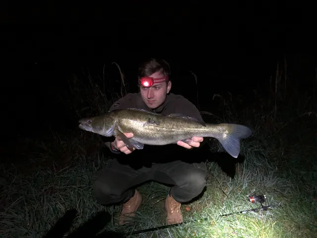 Zander