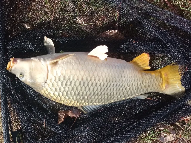 Karpfen