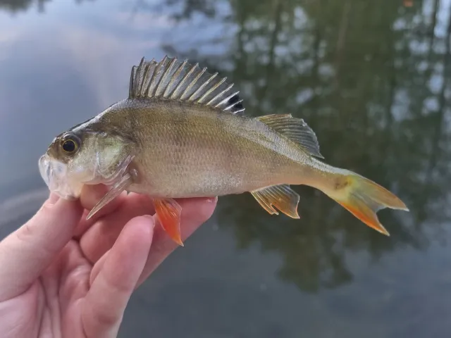 Flussbarsch