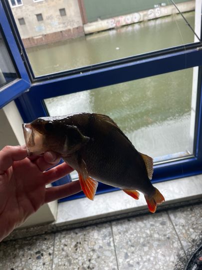 Flussbarsch