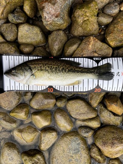 Forellenbarsch