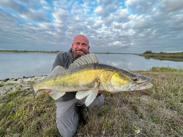 Zander