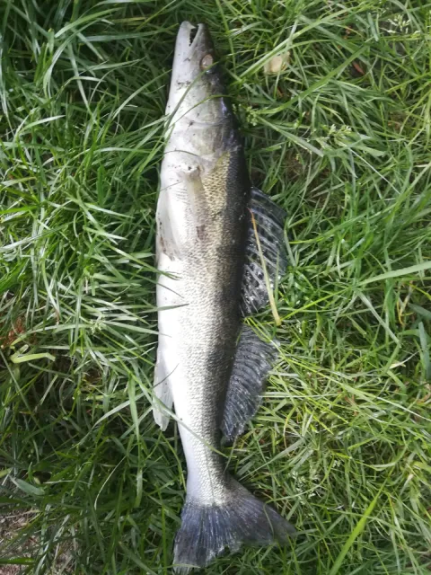 Zander