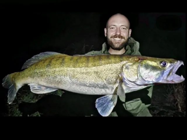 Zander