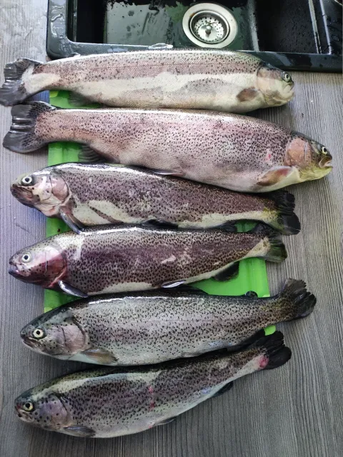 Regenbogenforelle