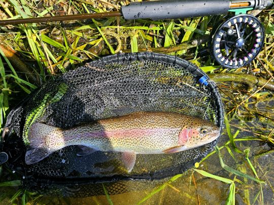 Regenbogenforelle