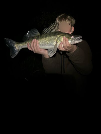 Zander