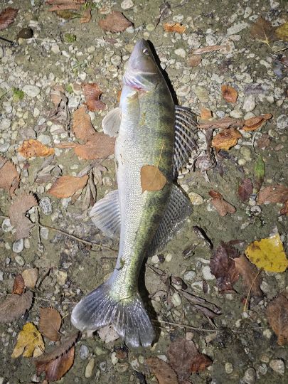 Zander