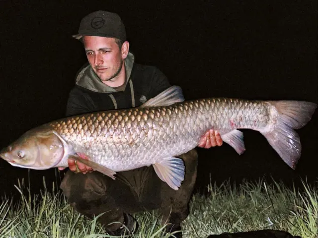 Graskarpfen