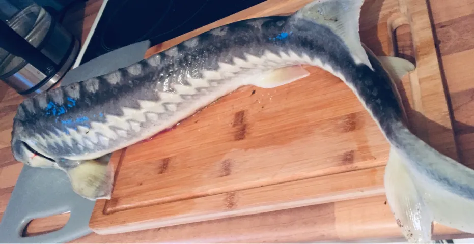 Stör
