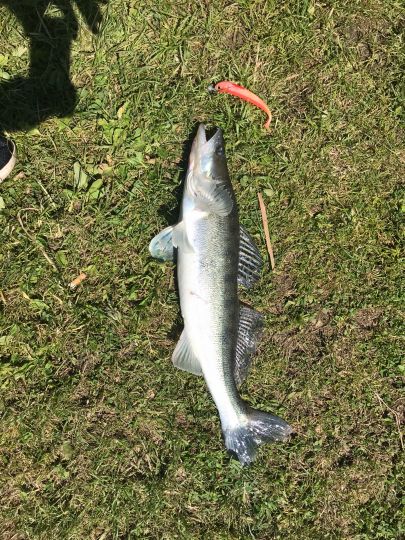 Zander