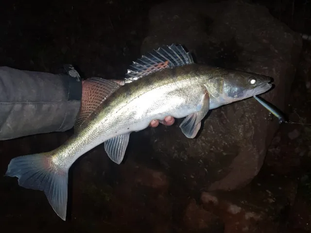 Zander