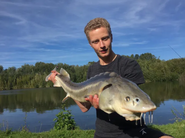 Stör