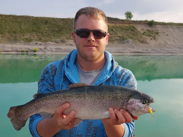 Regenbogenforelle