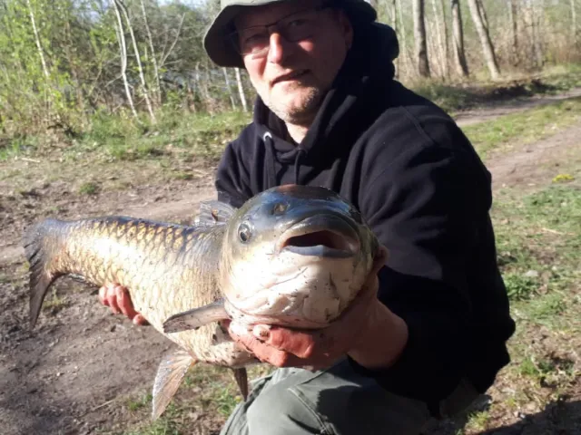Graskarpfen