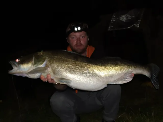 Zander