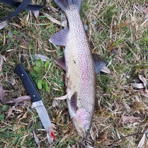 Regenbogenforelle