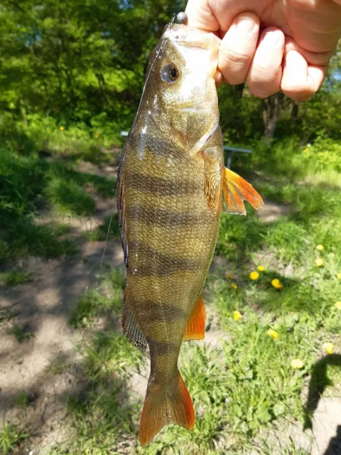 Flussbarsch