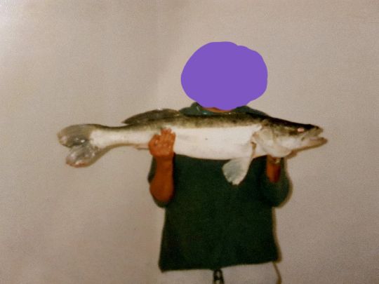 Zander