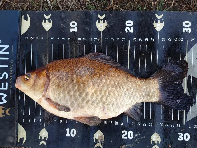 Karausche