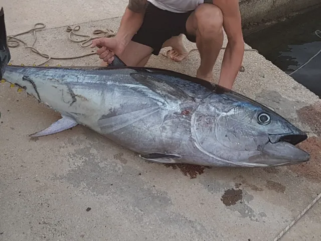 Thunfisch