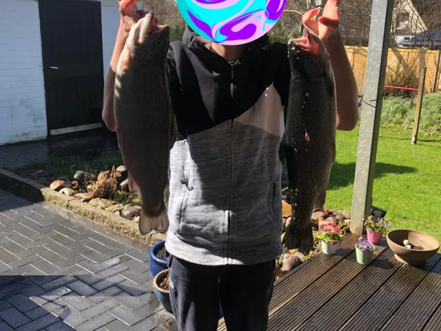 Regenbogenforelle