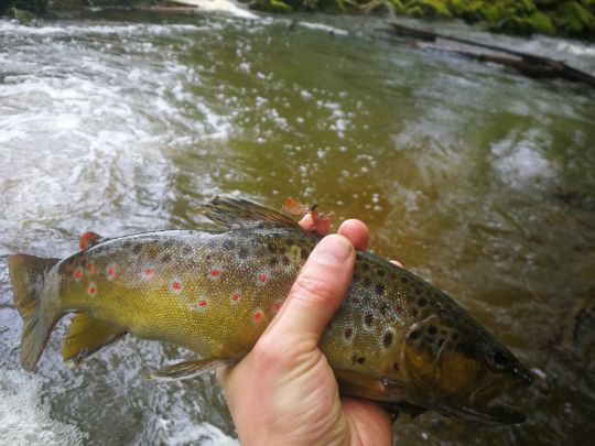 Bachforelle