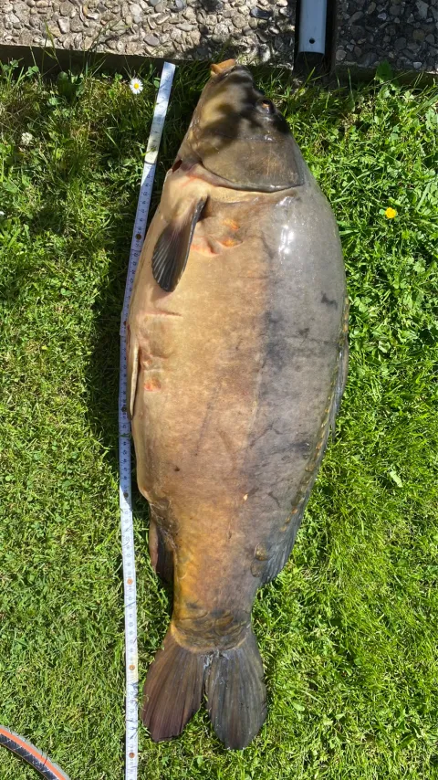 Karpfen