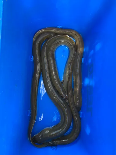 Aal