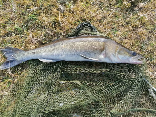 Zander