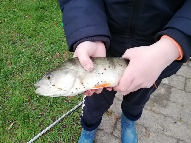 Flussbarsch