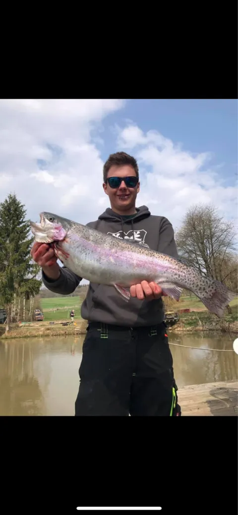 Regenbogenforelle