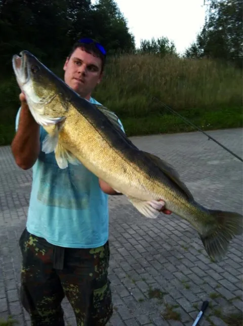 Zander