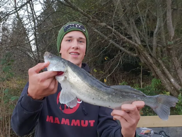 Zander
