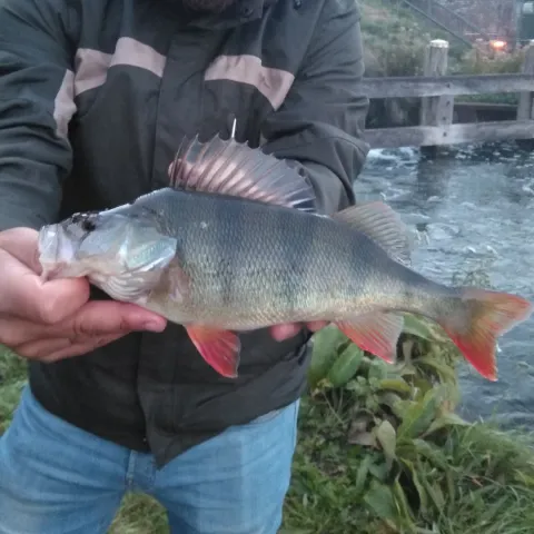 Flussbarsch