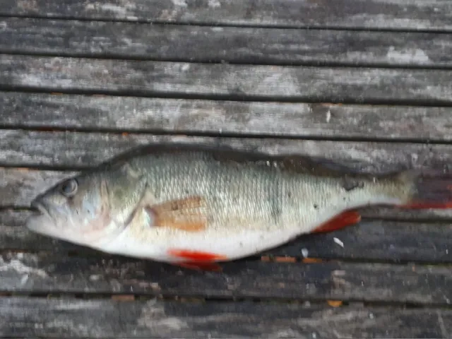 Flussbarsch