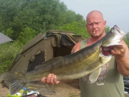 Zander