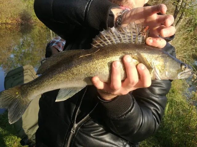 Zander