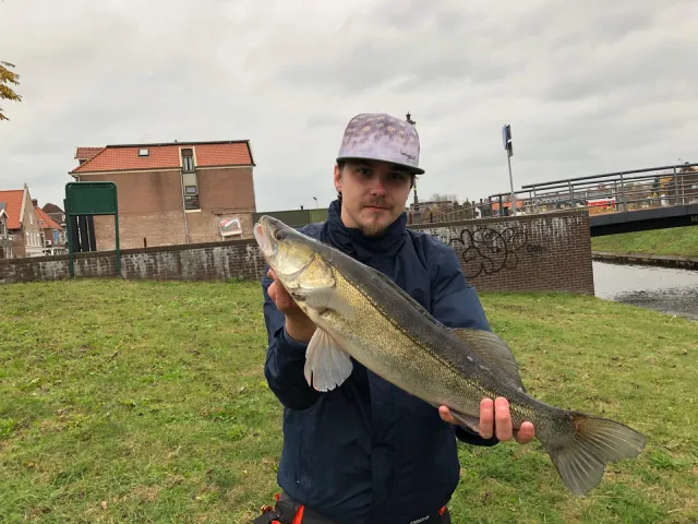 Zander