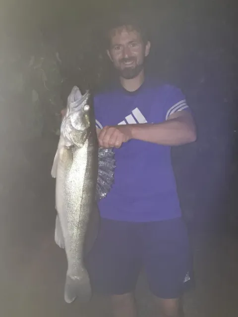 Zander