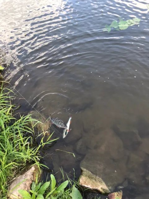 Flussbarsch