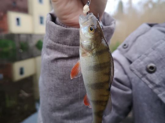 Flussbarsch