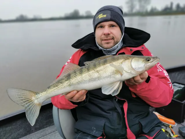 Zander